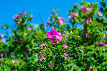 lovely pink rosehip flowers on a warm Sunny day in the city Park