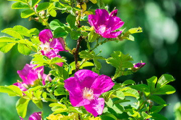 lovely pink rosehip flowers on a warm Sunny day in the city Park