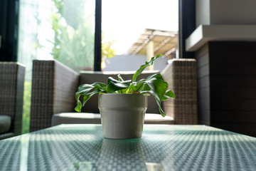 small plant in a ceramic cup for decoration.