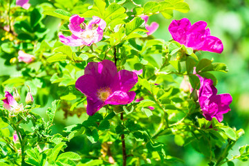 lovely pink rosehip flowers on a warm Sunny day in the city Park