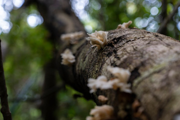Fomes fomentarius (tinder fungus, false tinder fungus, hoof fungus, tinder conk, tinder polypore, ice man fungus) growing on willow trunk with rough bark background