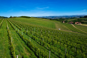Fototapeta na wymiar Vineyards on the beautiful hills in the Roero area of Piedmont Italy