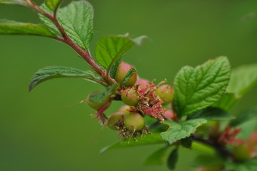 young fruits of felted cherry