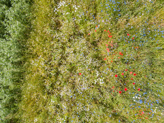 Aerial view of wild flowers in vivid colors. Natural rural scene with poppy flowers.