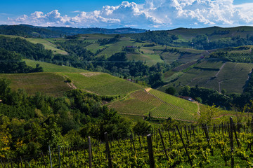 Fototapeta na wymiar Vineyards on the beautiful hills in the Langhe area of Barbaresco in Piedmont Italy on the Meruzzano side