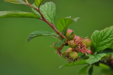 young fruits of felted cherry