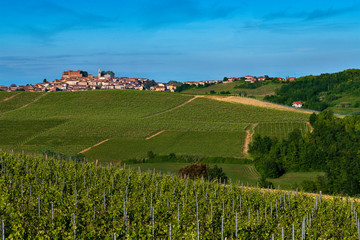 Fototapeta na wymiar Vineyards and woods on the Montalbera Hillside located in the Municipality of Castagnole Monferrato Piedmont Italy