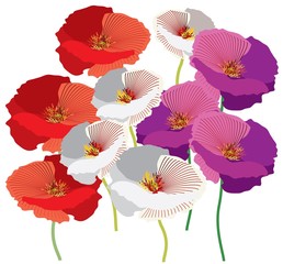 Beautiful colors of  retro poppies 