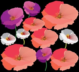Beautiful colors of  retro poppies 