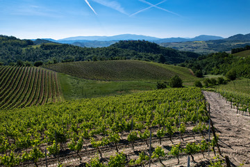 Fototapeta na wymiar Vineyards and woods on the hill side Cascina Saliceti located in the Municipality of Montegioco Piedmont Italy