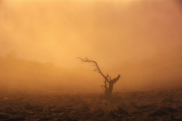 Lonely tree in the fog of sunset light.