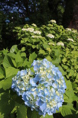 紫陽花の花の咲く頃
