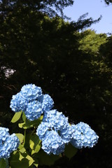 紫陽花の花の咲く頃