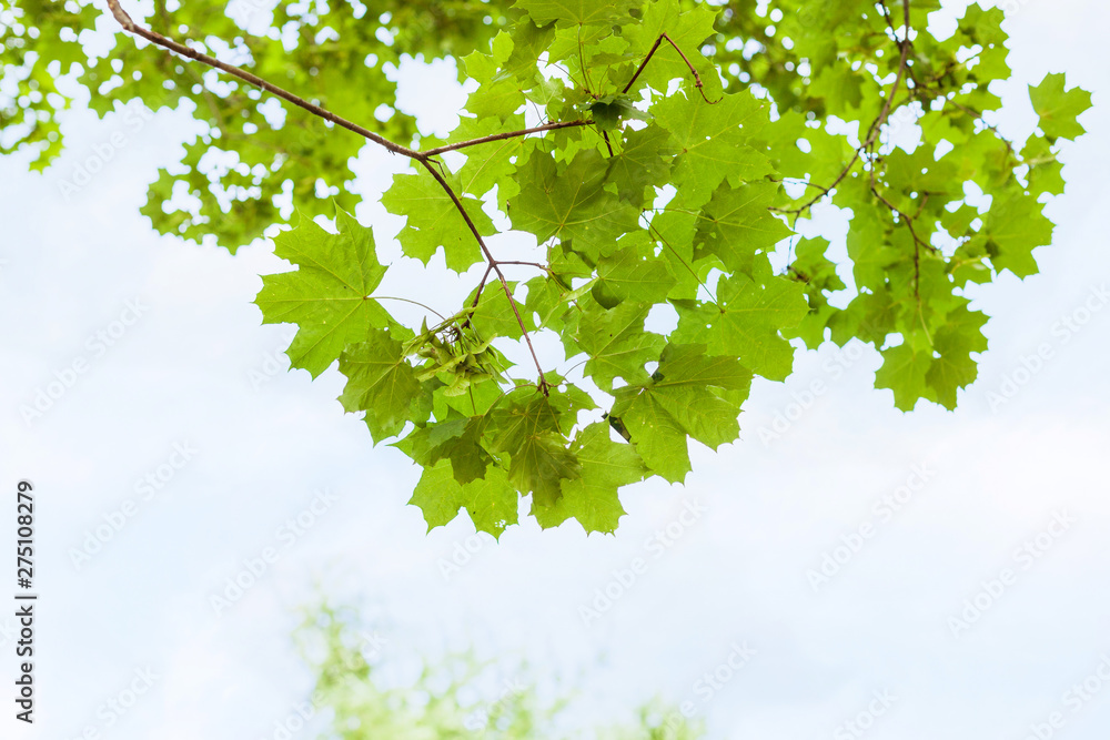 Canvas Prints green branch of field maple tree with blue sky