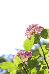 紫陽花の花の咲く頃