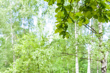 twig of oak tree in forest with blurred background