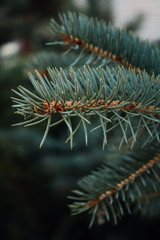 pine branches