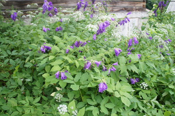 Purple flowers of bluebells grow close-up.