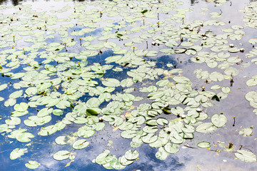 pond overgrown by yellow and white water lily