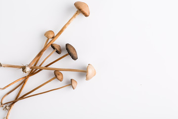 Mushroom on white background