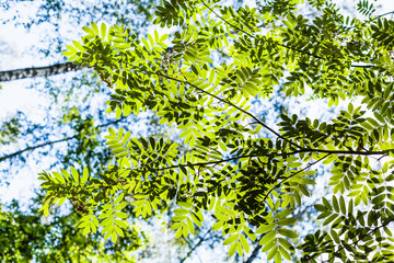 Fototapeta premium bottom view of green branch of rowan tree illuminated by sun under blue sky in forest in summer