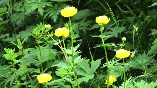 suoni e fiori del pascolo prealpino