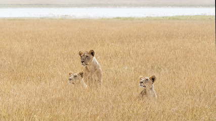 3 jeunes lions