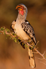 southern yellow-billed hornbill in early morning light sitting on a branch in Kruger National Park in South Africa