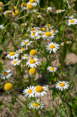 Fototapeta premium Chamomile in green grass (Chamomilla recutita). Flowers on meadow