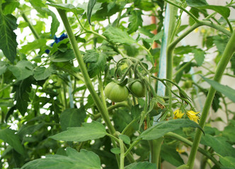 Green tomatoes grow on a bush close up.