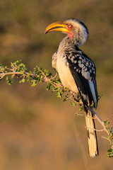 southern yellow-billed hornbill in early morning light sitting on a branch in Kruger National Park in South Africa