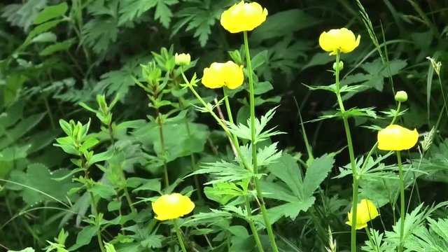 suoni e fiori del pascolo prealpino