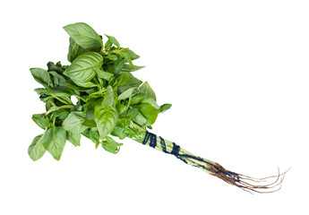 bunch of fresh sweet basil herb isolated