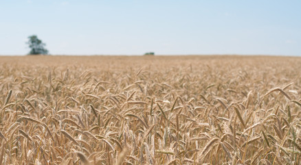 The Wheat Field in Village