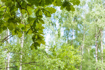 Fototapeta na wymiar oak tree twiig in forest with blurred birch grove