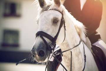 A white beautiful horse with a white mane, dressed in a bridle and ammunition for equestrian...