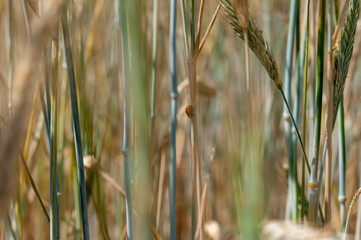 Golden wheat and a ladybug