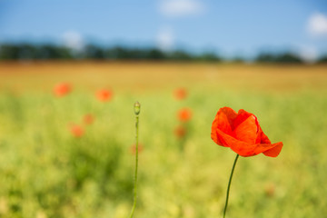 Poppy flower in poppy field