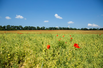 Beautiful poppy field in the afternoon against the blue sky with clouds