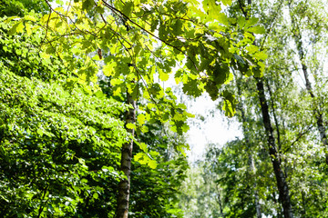 Fototapeta premium branch of oak and blurred forest on background