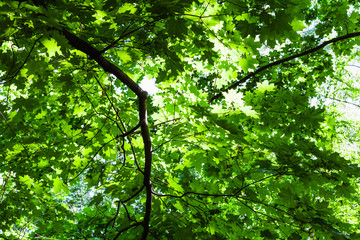 Fototapeta na wymiar lush green foliage of maple tree in forest