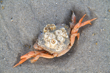 Dead Shore crab, grown with Barnacles, on the sand of the beach