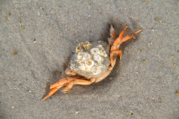 Dead Shore crab, grown with Barnacles, on the sand of the beach