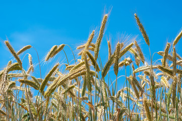 Golden wheat and sunny day