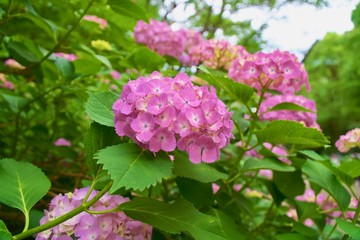 上野恩賜公園のアジサイ