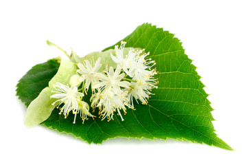 Linden flowers with leaves isolated on white background.