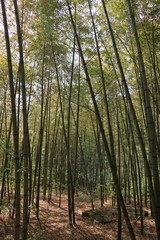 5月の竹林