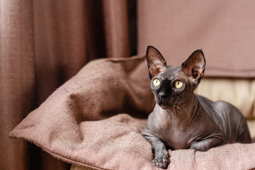 Grey cat sitting in an armchair. Canadian spynx bold cat having rest. Horizontal top view copyspace.