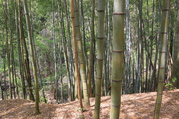 5月の竹林