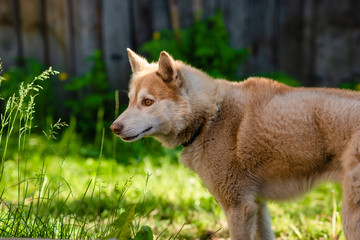 Naklejka na ściany i meble Husky dog lying in green grass. Horizontal view copyspace. Playfull young trained dog